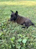 Peter Parker (light blue), a male Belgian Malinois for sale in Peebles, OH – 6 of 7