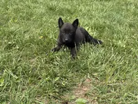 Cleveland, a male Belgian Malinois for sale in Cincinnati, OH – Photo 2 of 6