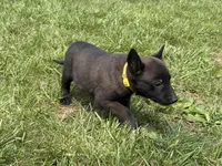 Cleveland, a male Belgian Malinois for sale in Cincinnati, OH – Photo 6 of 6