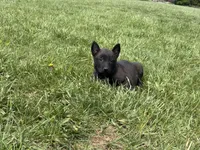 Cleveland, a male Belgian Malinois for sale in Cincinnati, OH – Photo 3 of 6