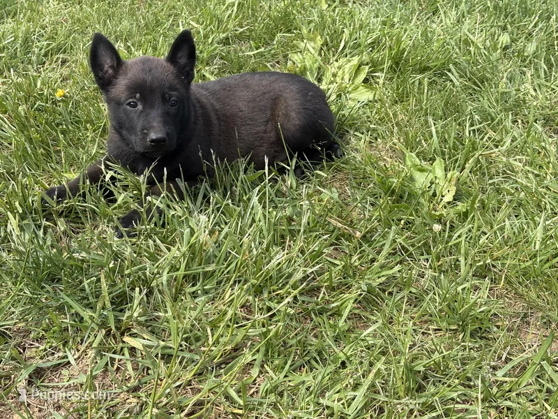 Cleveland – Belgian Malinois puppy for sale in Cincinnati, OH
