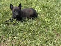 Cleveland, a male Belgian Malinois for sale in Cincinnati, OH – Photo 1 of 6