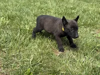 Cleveland, a male Belgian Malinois for sale in Cincinnati, OH – Photo 5 of 6