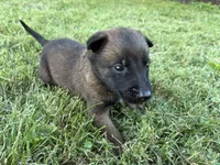 James Bond (light green), a male Belgian Malinois for sale in Peebles, OH – 3 of 9
