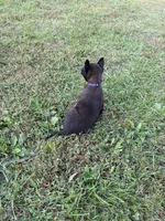 Princess Leia (Purple), a female Belgian Malinois for sale in Peebles, OH – 5 of 7
