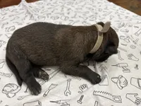 Birch (gray), a male Belgian Malinois for sale in Peebles, OH – 3 of 5