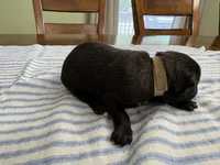 Elle Woods (white), a female Belgian Malinois for sale in Peebles, OH – 3 of 3