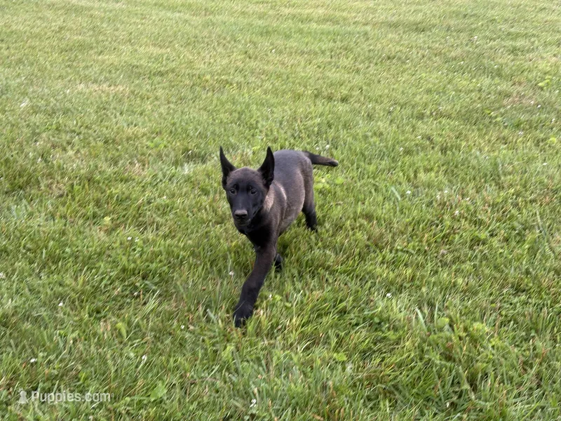 Cleveland – Belgian Malinois puppy for sale in Cincinnati, OH
