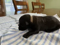 Elle Woods (white), a female Belgian Malinois for sale in Peebles, OH – 2 of 3