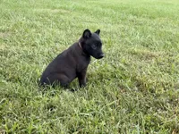 Holly Golightly (Dark pink), a female Belgian Malinois for sale in Peebles, OH – 2 of 4