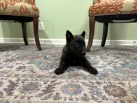 Juneau, a female Belgian Malinois for sale in Cincinnati, OH – Photo 2 of 8