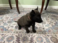 Juneau, a female Belgian Malinois for sale in Cincinnati, OH – Photo 4 of 8