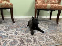Juneau, a female Belgian Malinois for sale in Cincinnati, OH – Photo 3 of 8