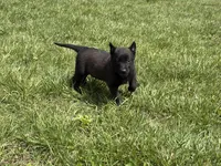 Juneau, a female Belgian Malinois for sale in Cincinnati, OH – Photo 6 of 8