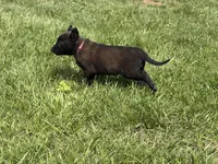 Juneau, a female Belgian Malinois for sale in Cincinnati, OH – Photo 7 of 8