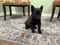 Juneau, a female Belgian Malinois for sale in Cincinnati, OH – Photo 5 of 8