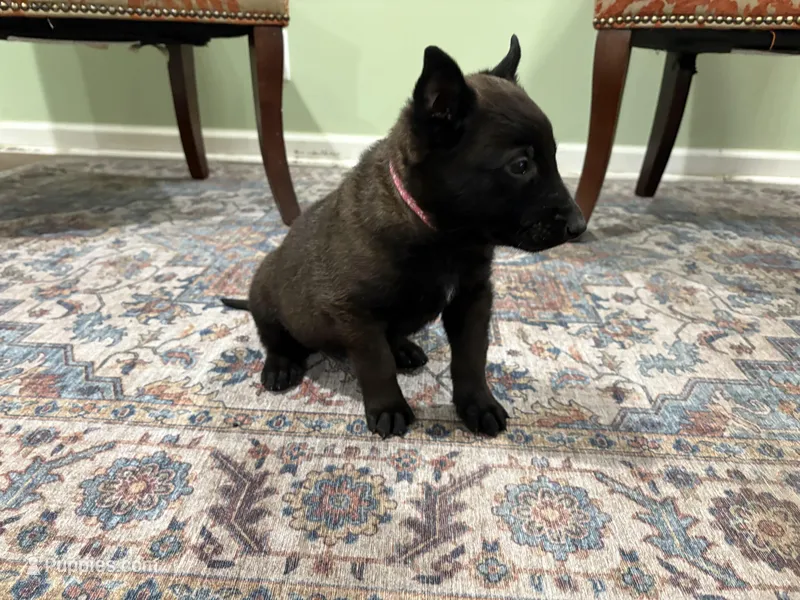 Juneau – Belgian Malinois puppy for sale in Cincinnati, OH