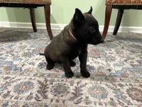 Juneau, a female Belgian Malinois for sale in Cincinnati, OH – Photo 1 of 8