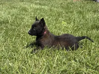 Juneau, a female Belgian Malinois for sale in Cincinnati, OH – Photo 8 of 8