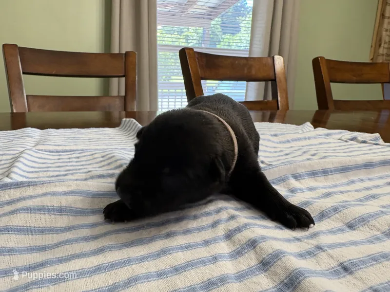 Scarlett O’Hara (light pink) – Belgian Malinois puppy for sale in Peebles, OH