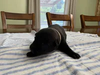 Scarlett O’Hara (light pink), a female Belgian Malinois for sale in Peebles, OH – 1 of 2