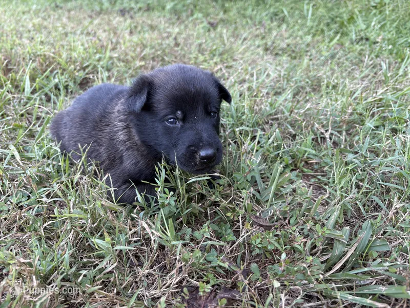  Bruce Wayne (dark green) – Belgian Malinois puppy for sale in Peebles, OH