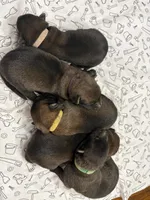 Hickory (green), a male Belgian Malinois for sale in Peebles, OH – 8 of 8