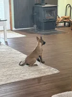 Cheyenne, a female Belgian Malinois for sale in Cincinnati, OH – 4 of 10