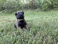 Katniss Everdeen (yellow), a female Belgian Malinois for sale in Peebles, OH – 4 of 9