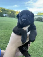  Bruce Wayne (dark green), a male Belgian Malinois for sale in Peebles, OH – 6 of 7