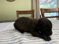Holly Golightly (Dark pink), a female Belgian Malinois for sale in Peebles, OH – 1 of 2