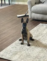 Cheyenne, a female Belgian Malinois for sale in Cincinnati, OH – 2 of 10
