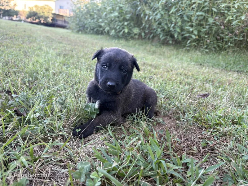 Sherlock Holmes (brown) – Belgian Malinois puppy for sale in Peebles, OH