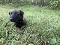 Katniss Everdeen (yellow), a female Belgian Malinois for sale in Peebles, OH – 3 of 9