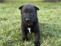 Holly Golightly (Dark pink), a female Belgian Malinois for sale in Peebles, OH – 3 of 4