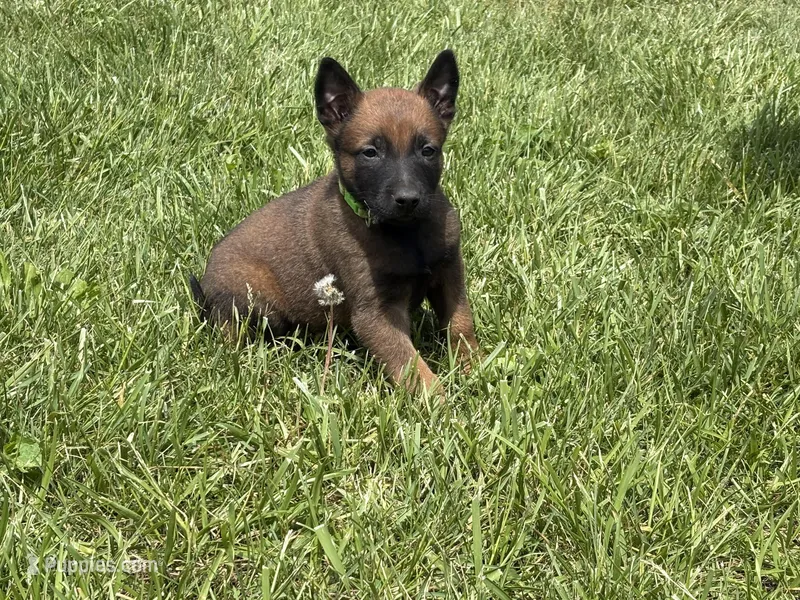 Houston – Belgian Malinois puppy for sale in Cincinnati, OH