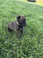 Houston, a male Belgian Malinois for sale in Cincinnati, OH – Photo 3 of 3
