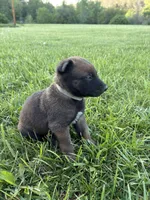 Houston, a male Belgian Malinois for sale in Cincinnati, OH – Photo 2 of 3