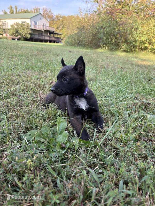 Princess Leia (Purple) – Belgian Malinois puppy for sale in Peebles, OH
