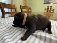 Scarlett O’Hara (light pink), a female Belgian Malinois for sale in Peebles, OH – 2 of 2
