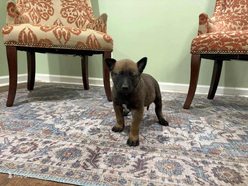 Jackson – Belgian Malinois puppy for sale in Cincinnati, OH