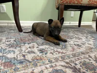Jackson, a male Belgian Malinois for sale in Cincinnati, OH – Photo 3 of 8