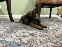Jackson, a male Belgian Malinois for sale in Cincinnati, OH – Photo 4 of 8