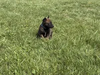 Jackson, a male Belgian Malinois for sale in Cincinnati, OH – Photo 8 of 8