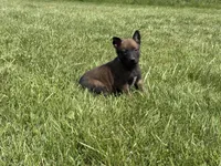 Jackson, a male Belgian Malinois for sale in Cincinnati, OH – Photo 5 of 8