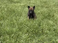 Jackson, a male Belgian Malinois for sale in Cincinnati, OH – Photo 6 of 8