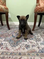 Jackson, a male Belgian Malinois for sale in Cincinnati, OH – Photo 2 of 8