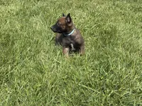 Jackson, a male Belgian Malinois for sale in Cincinnati, OH – Photo 7 of 8