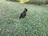 Peter Parker (light blue), a male Belgian Malinois for sale in Peebles, OH – 4 of 7