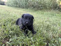 Indiana Jones (black), a male Belgian Malinois for sale in Peebles, OH – 2 of 7